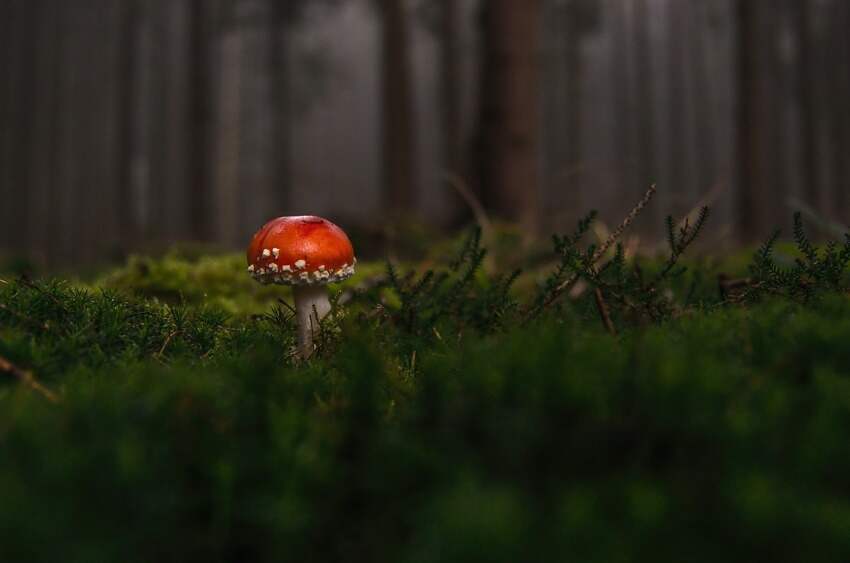 骑士的荣誉(荣耀大天使梦幻骑士职业搭配)