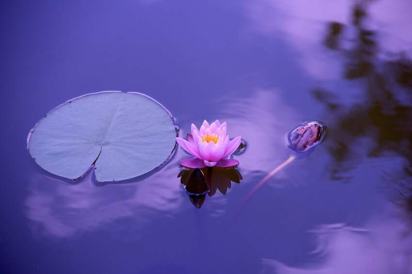 西兰花属于什么科(西兰花和菜花什么区别)